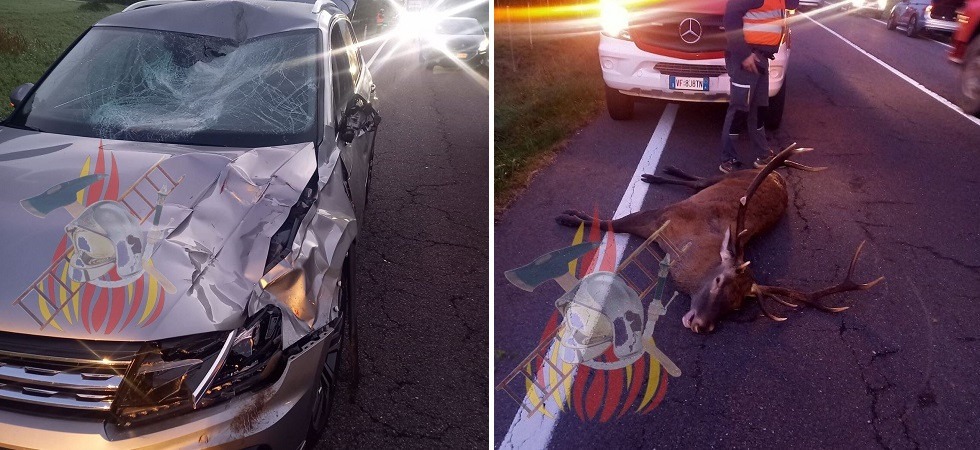 Spaventoso schianto tra un'auto e un grosso cervo: paura all'alba sulla Ss47